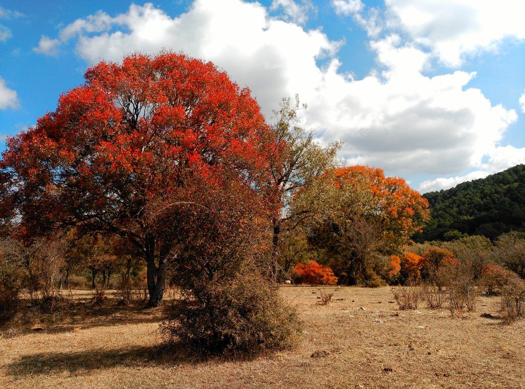 Dehesa de los Olmos