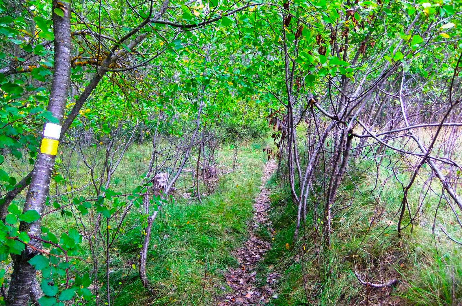 PR-CU 99 - Sendero de las Almas