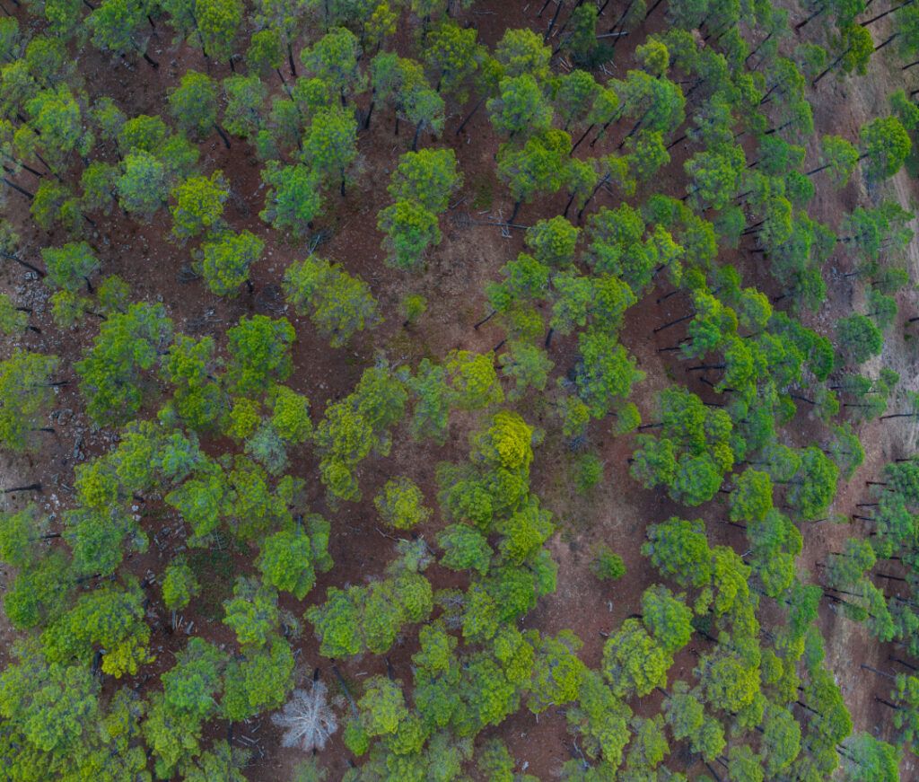 Bosque de pino rodeno