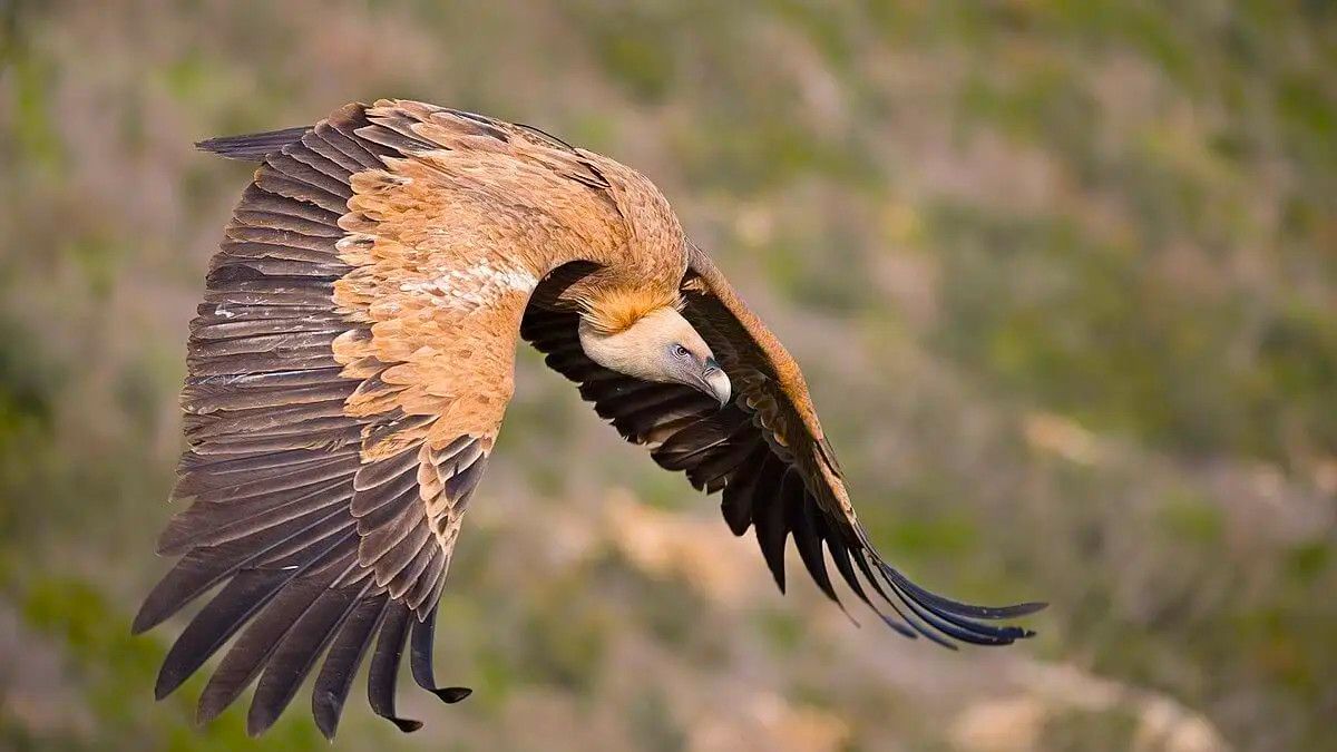 A vista de pájaro en la Serranía de Cuenca