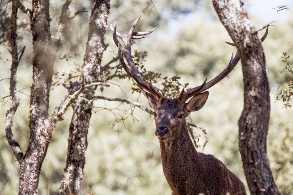 De la berrea a la ronca en la Serranía de Cuenca: un otoño lleno de vida salvaje