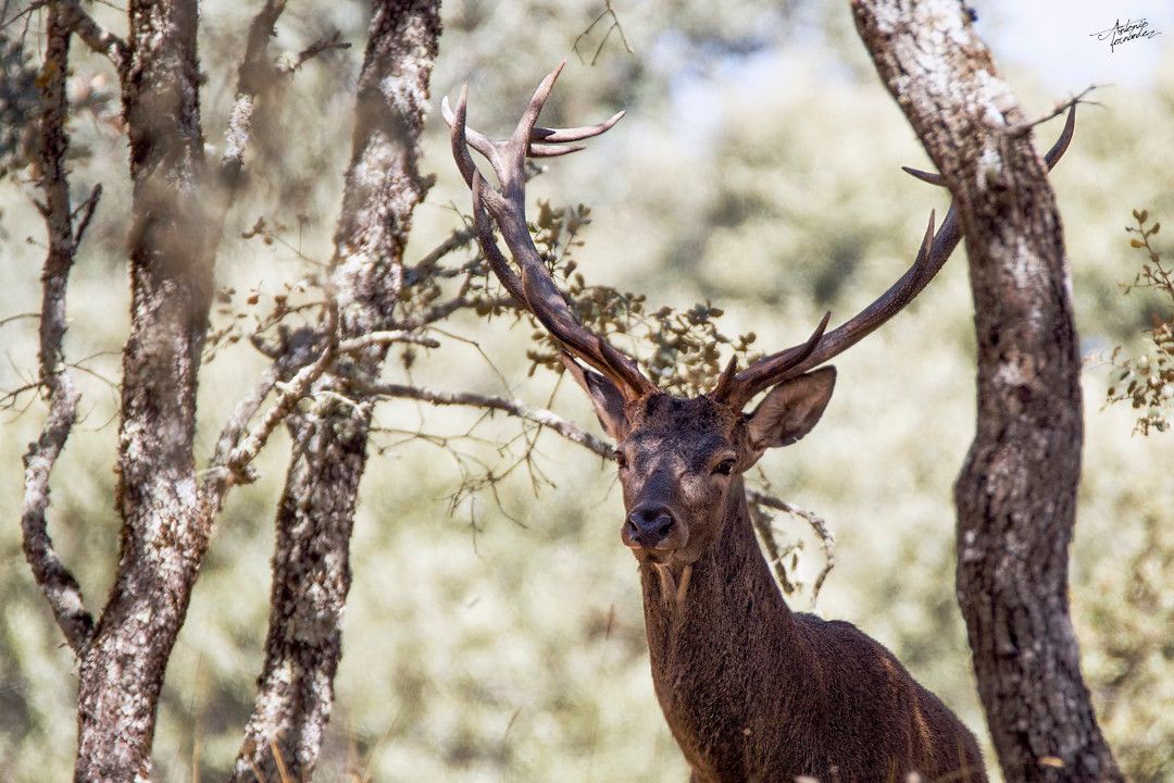 De la berrea a la ronca en la Serranía de Cuenca: un otoño lleno de vida salvaje