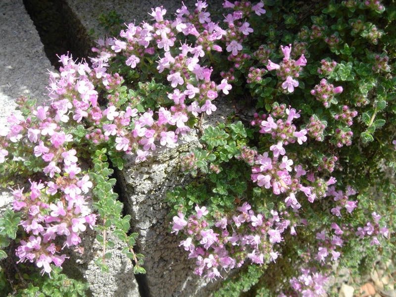 El Saber Ancestral de las Plantas en la Serranía
